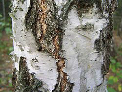 250px-Betula_verrucosa_a1