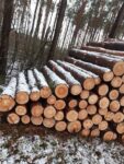 sosna1 małe