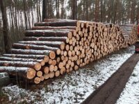 zmniejszone sosna kłoda 3